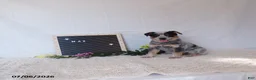 Australian Cattle Dog dogs for sale: Max - Ad 1