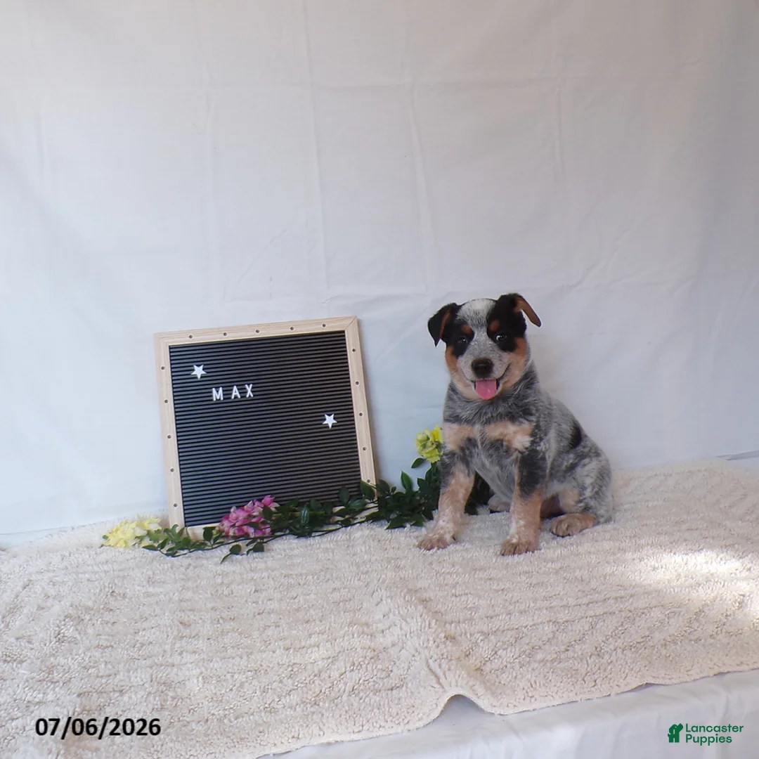 Australian Cattle Dog dogs for sale: Max - Ad 1