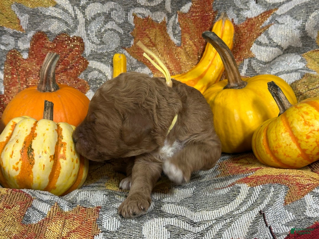 Goldendoodle dogs for sale: Yellow  - Ad 1