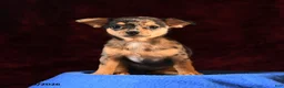 Chihuahua dogs for sale: Jamie - Ad 3