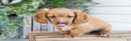 Dachshund dogs for sale: Harvey - Ad 7
