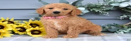 Standard Poodle dogs for sale: Roxanne - Ad 10