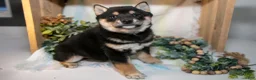 Shiba Inu dogs for sale: Foster - Ad 2