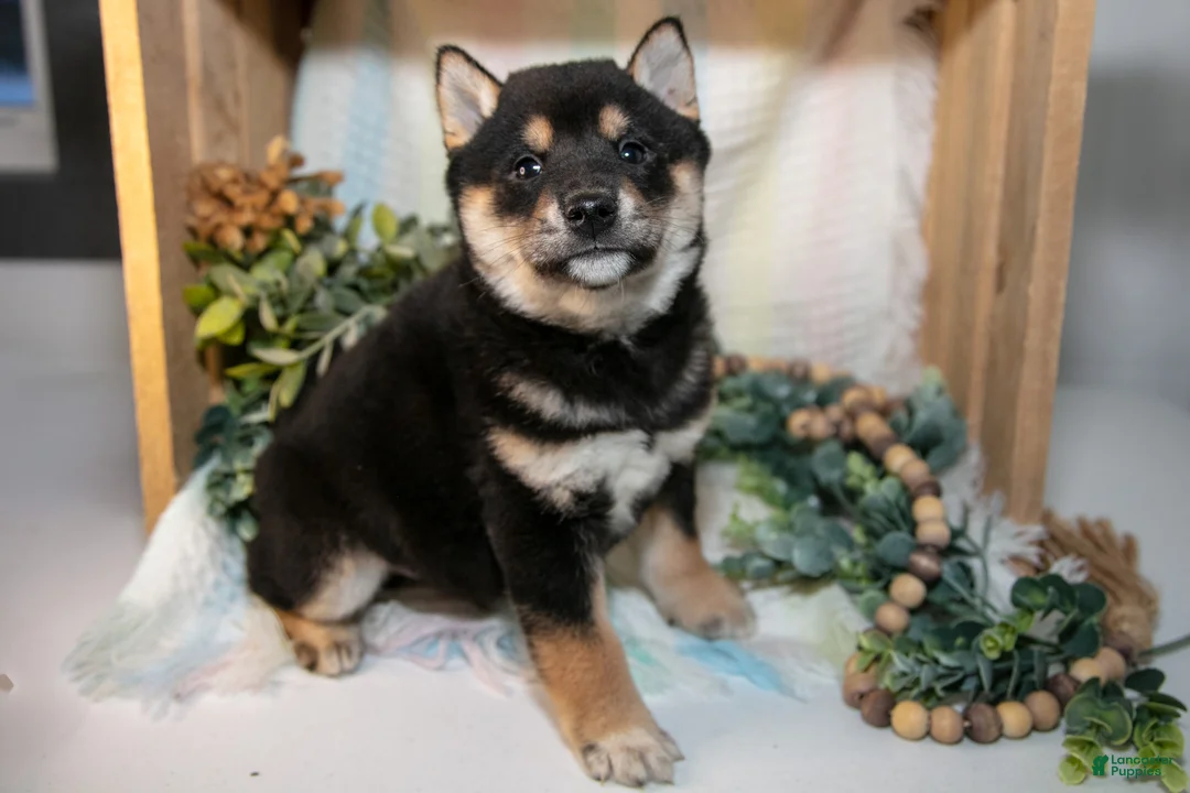 Shiba Inu dogs for sale: Foster - Ad 2