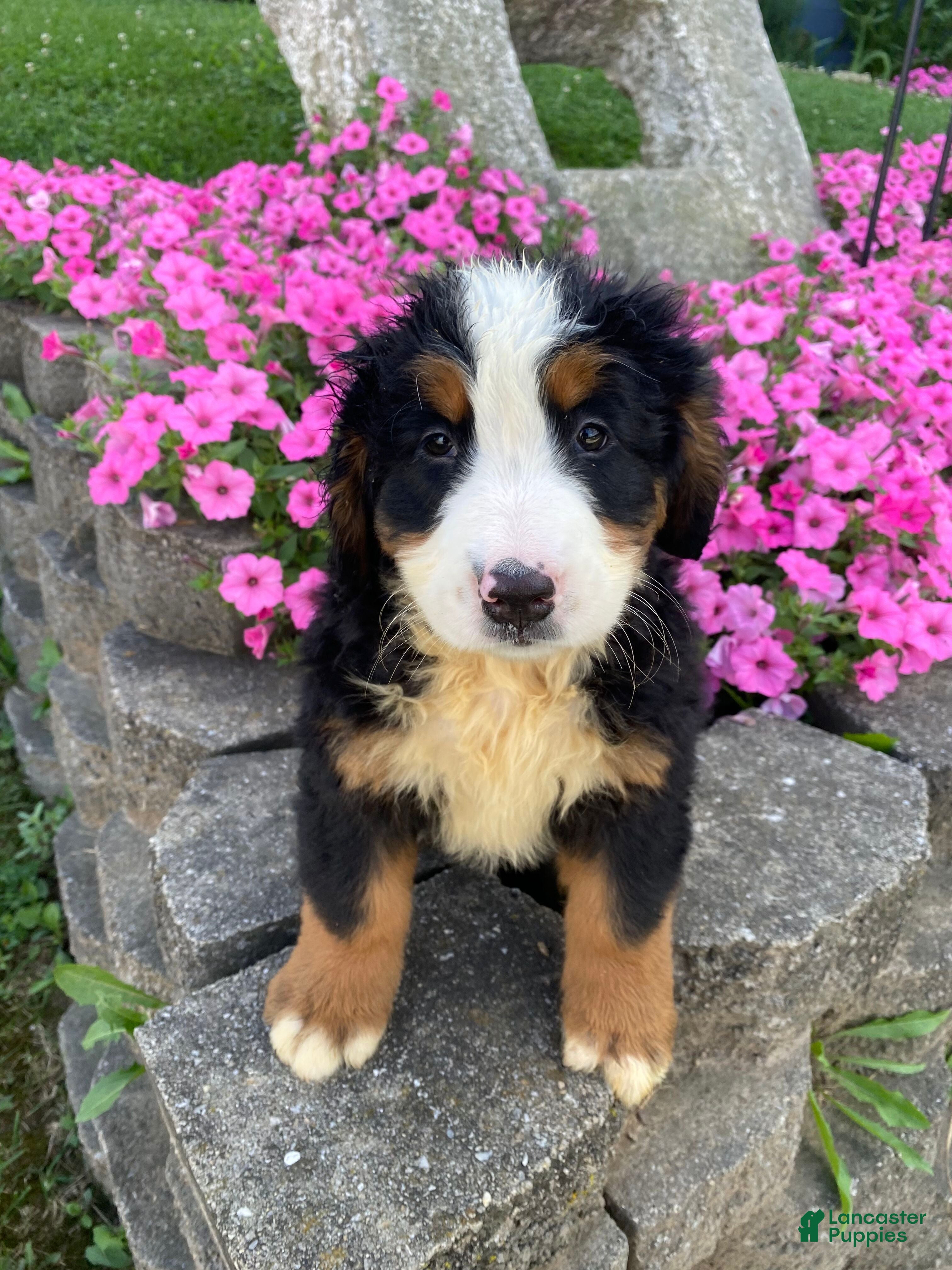 Bernese Mountain Dog dogs Ranger - Ad 1