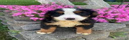 Bernese Mountain Dog dogs for sale: Ranger - Ad 1