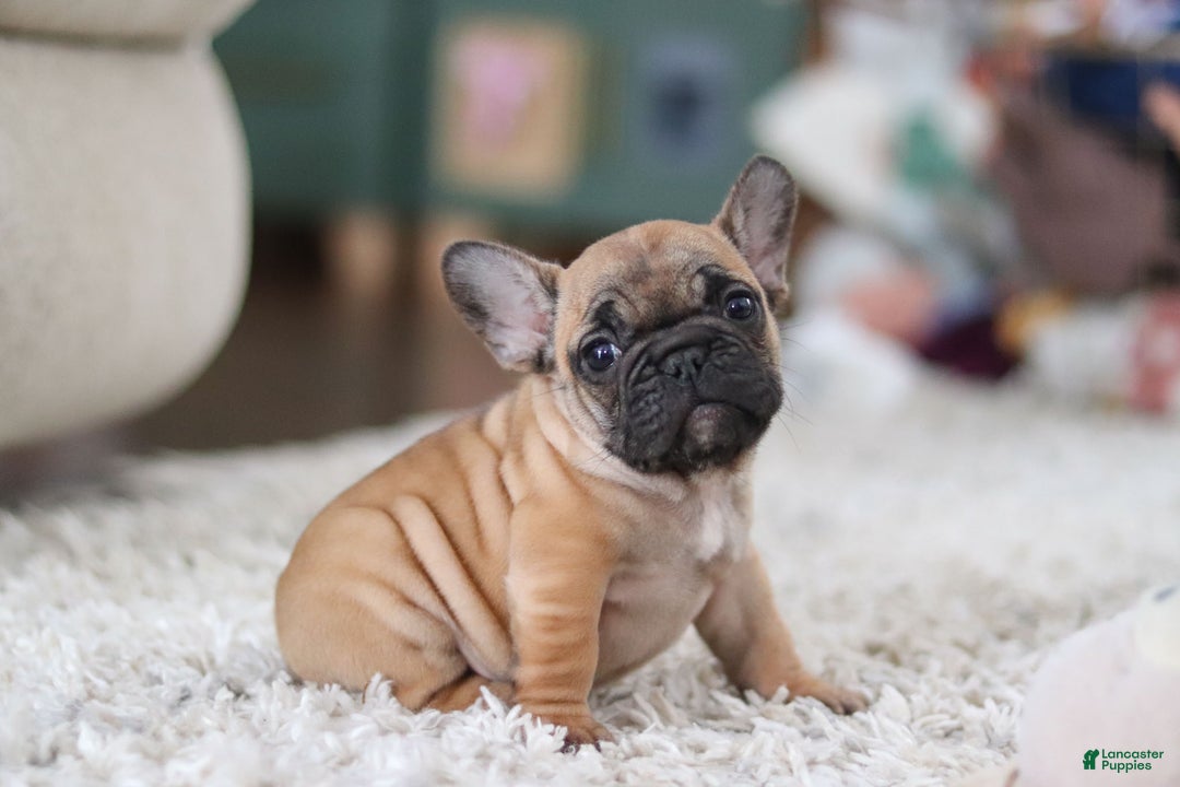 French Bulldog dogs for sale: Sadie - Ad 7