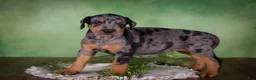 Mixed Breed dogs for sale: Montana - Ad 6