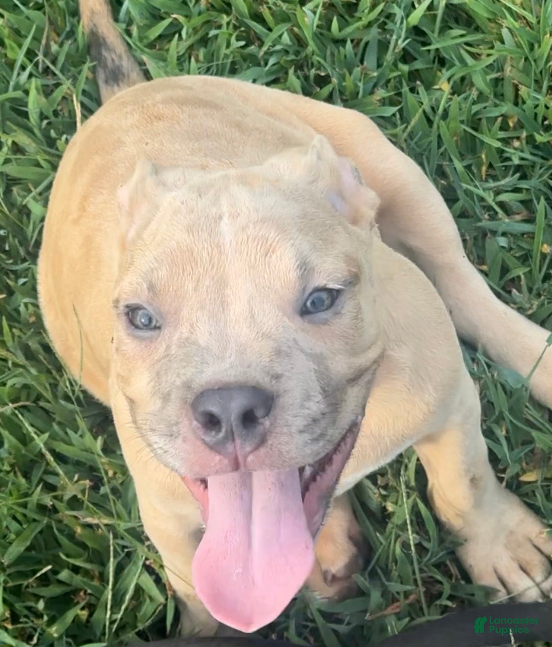 American Bully dogs Opie - Ad 13