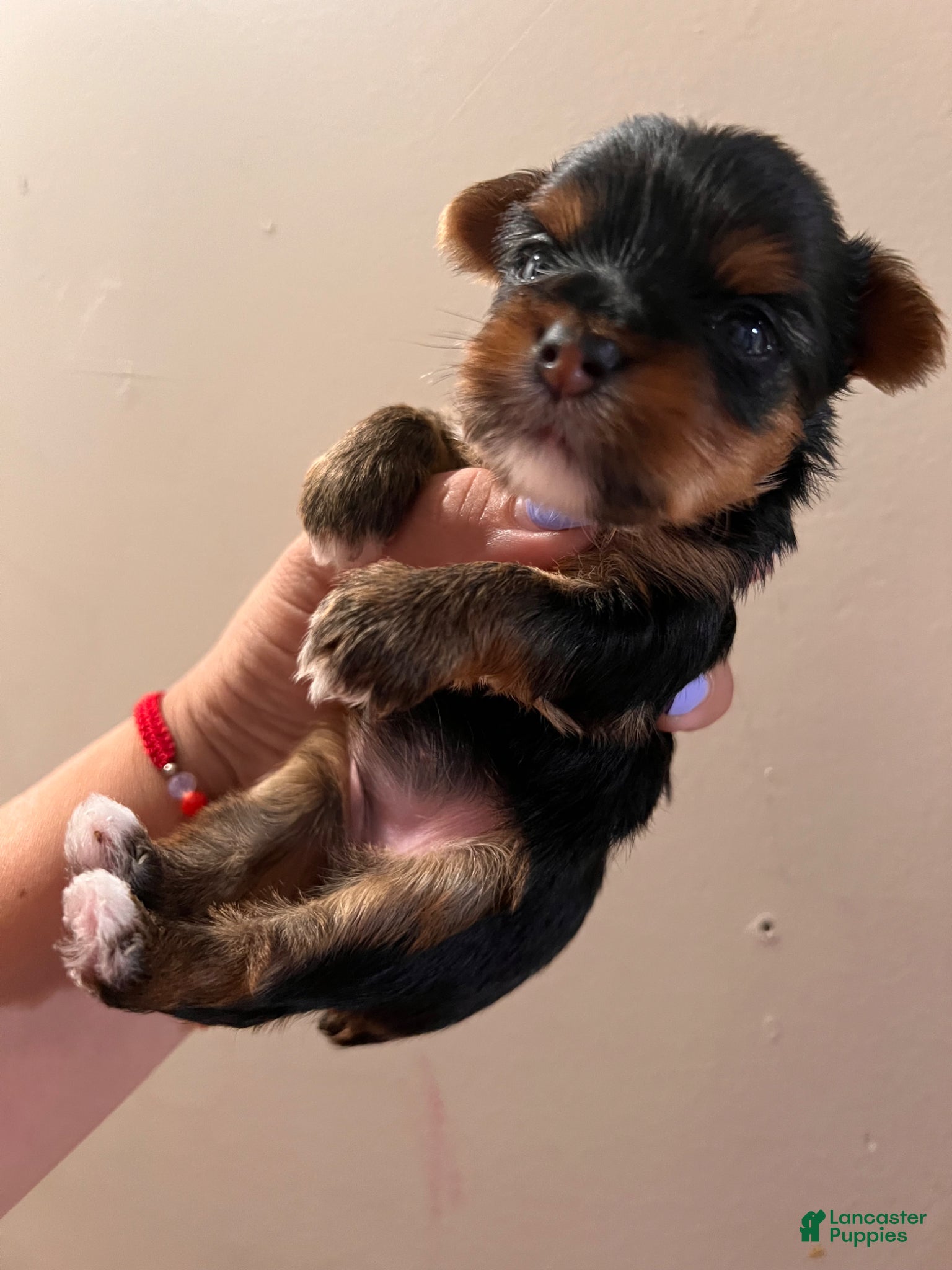 Yorkiepoo dogs Yorkiepoo Puppy 3 - Ad 4