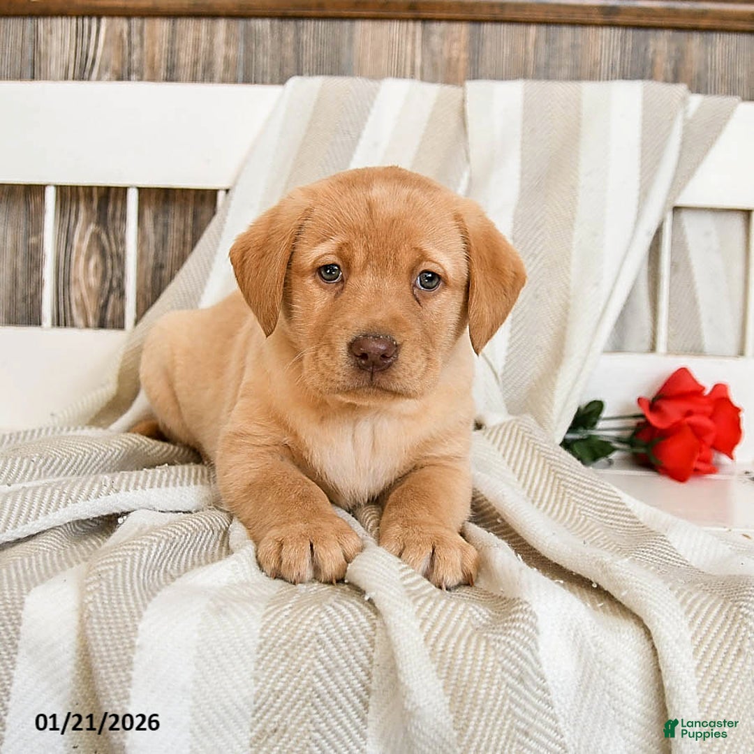 Labrador Retriever dogs for sale: Custard - Ad 2