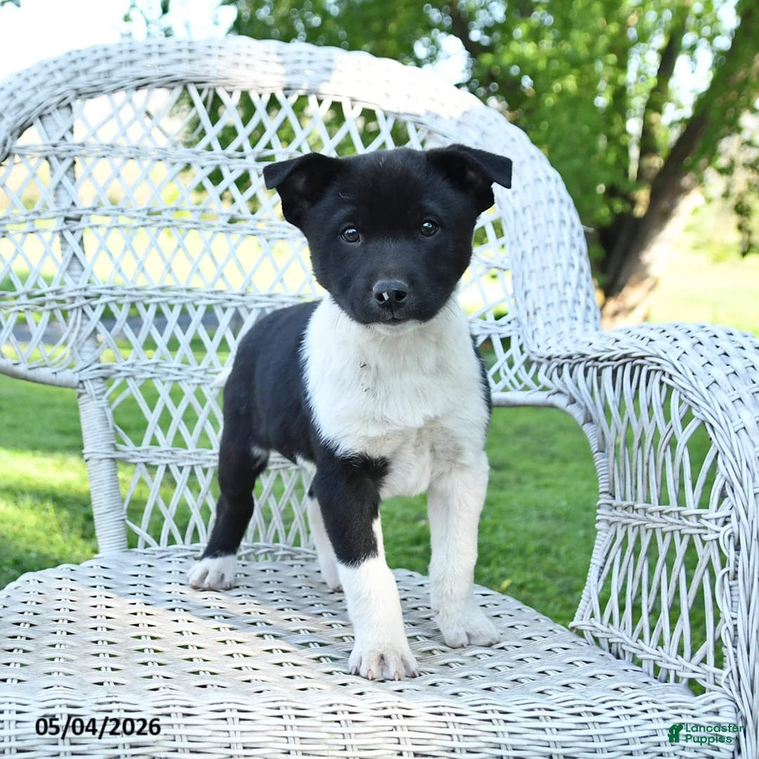Mixed Breed dogs for sale: Moose - Ad 1