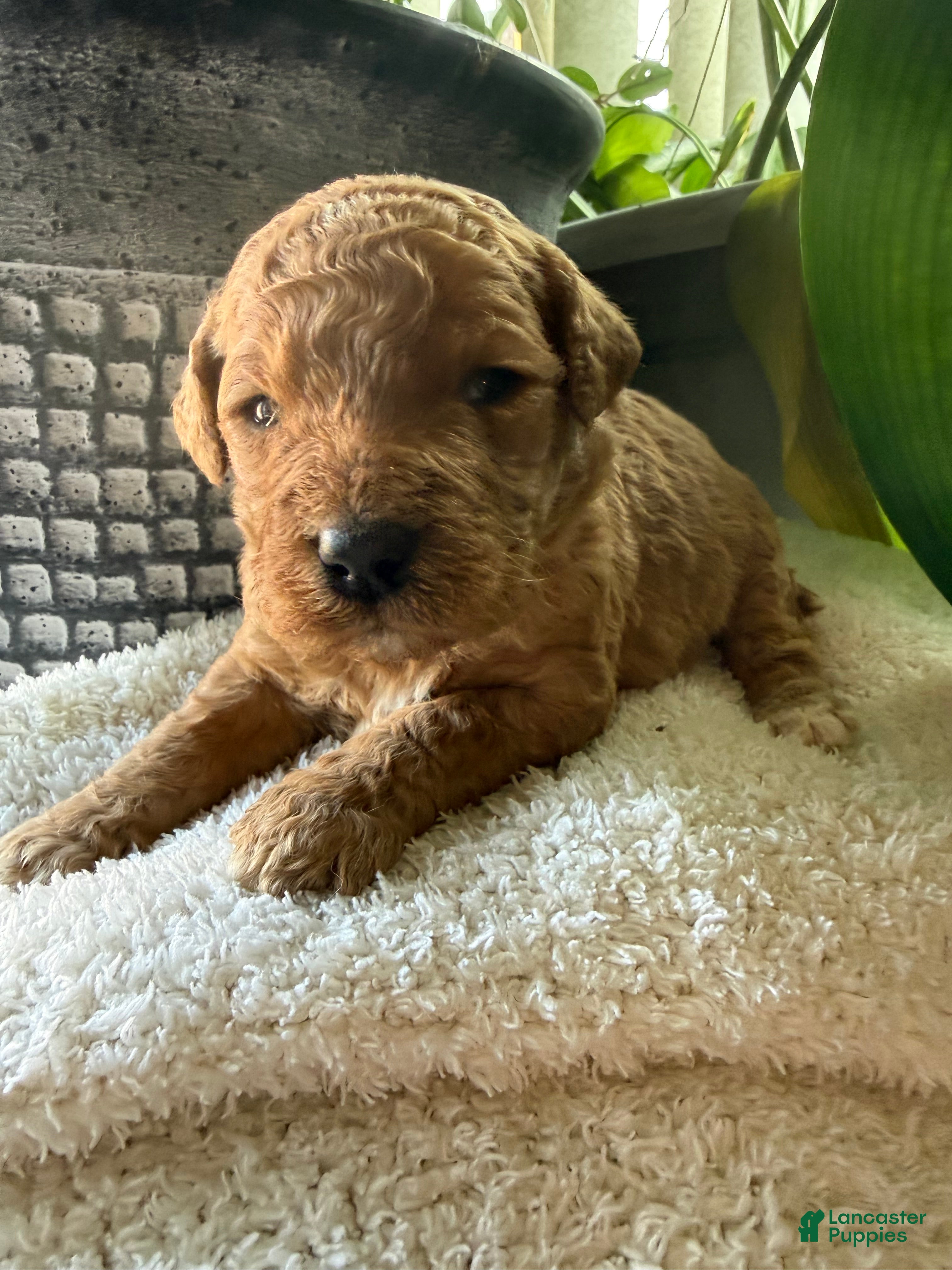 Goldendoodle dogs Caramel  - Ad 32