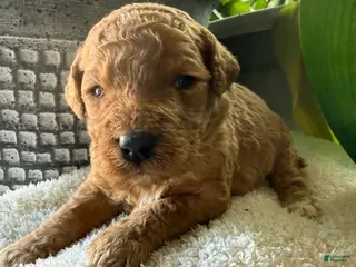 Goldendoodle dogs Caramel - Ad 41