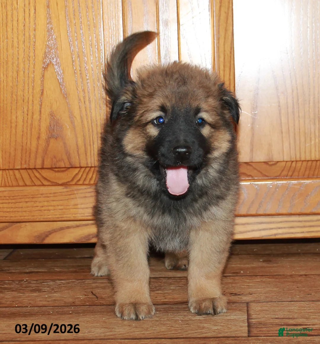 Mixed Breed dogs for sale: Timmy - Ad 4