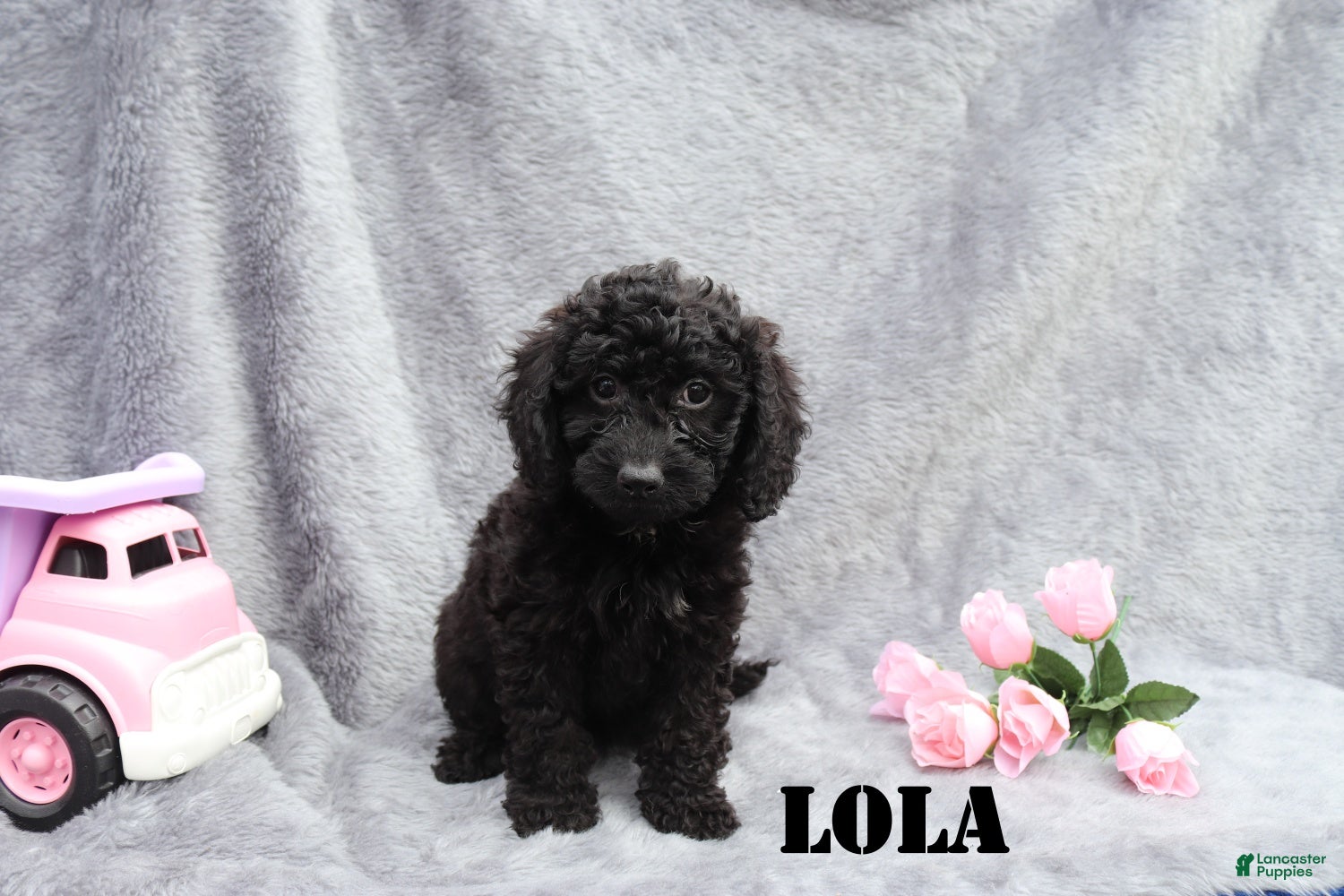 Mini Goldendoodle dogs Lola - Ad 2