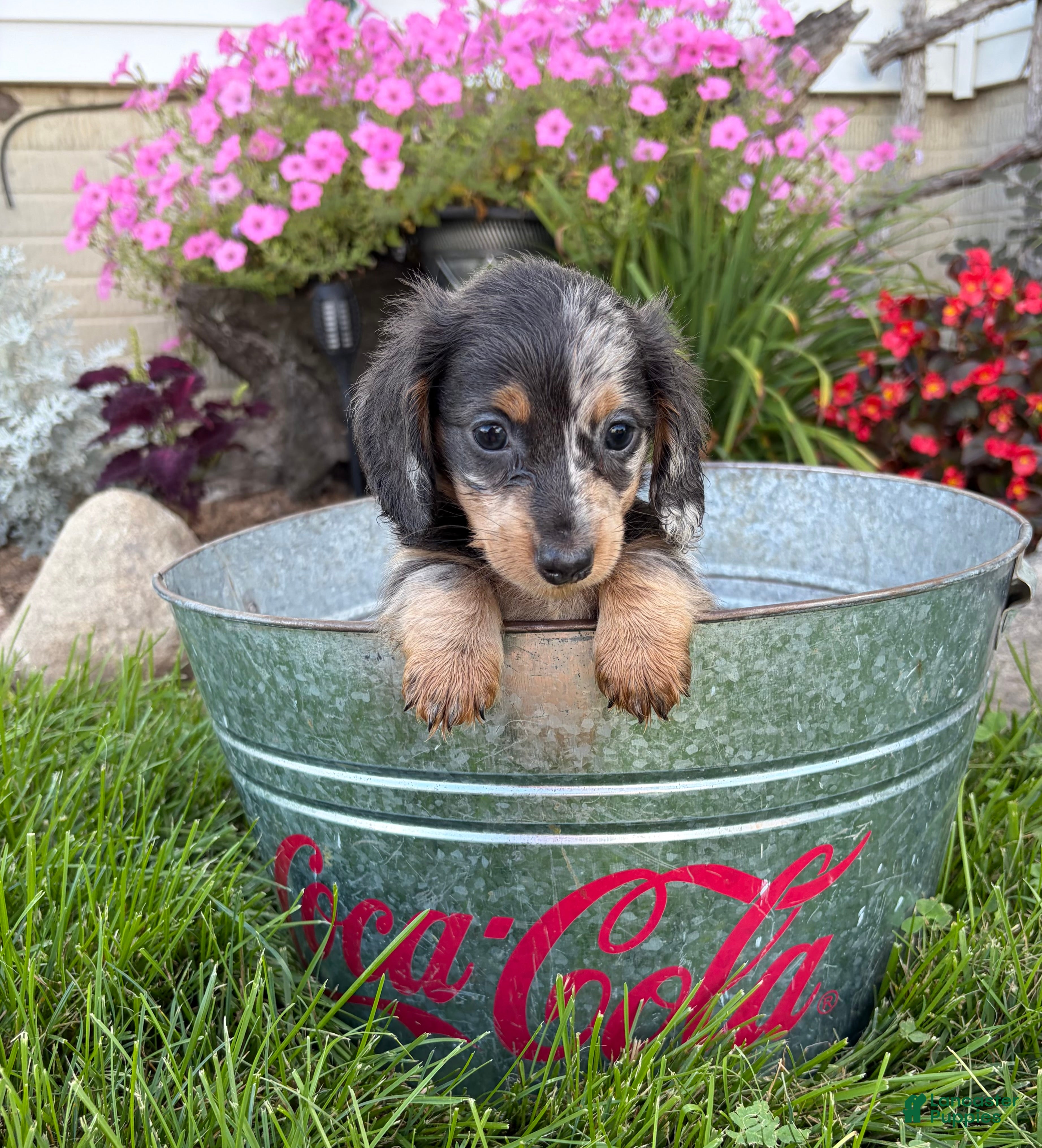 Miniature Dachshund dogs North - Ad 2