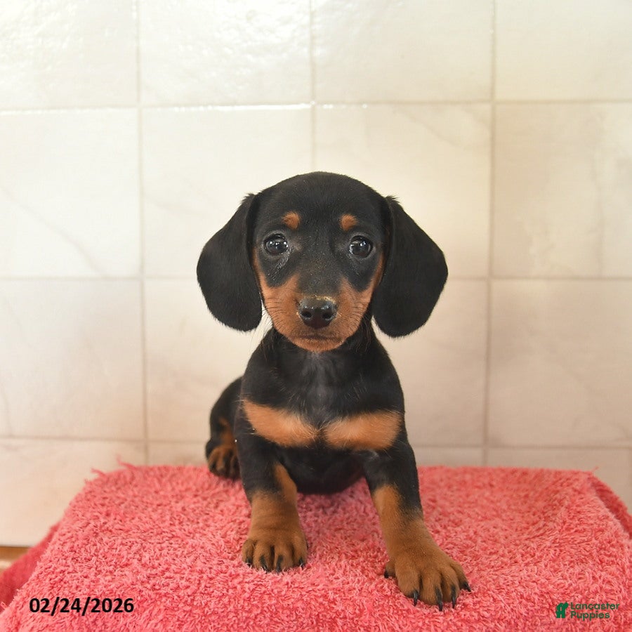 Miniature Dachshund dogs Feather  - Ad 1