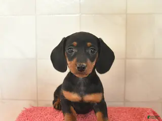 Miniature Dachshund dogs for sale: Feather - Ad 1