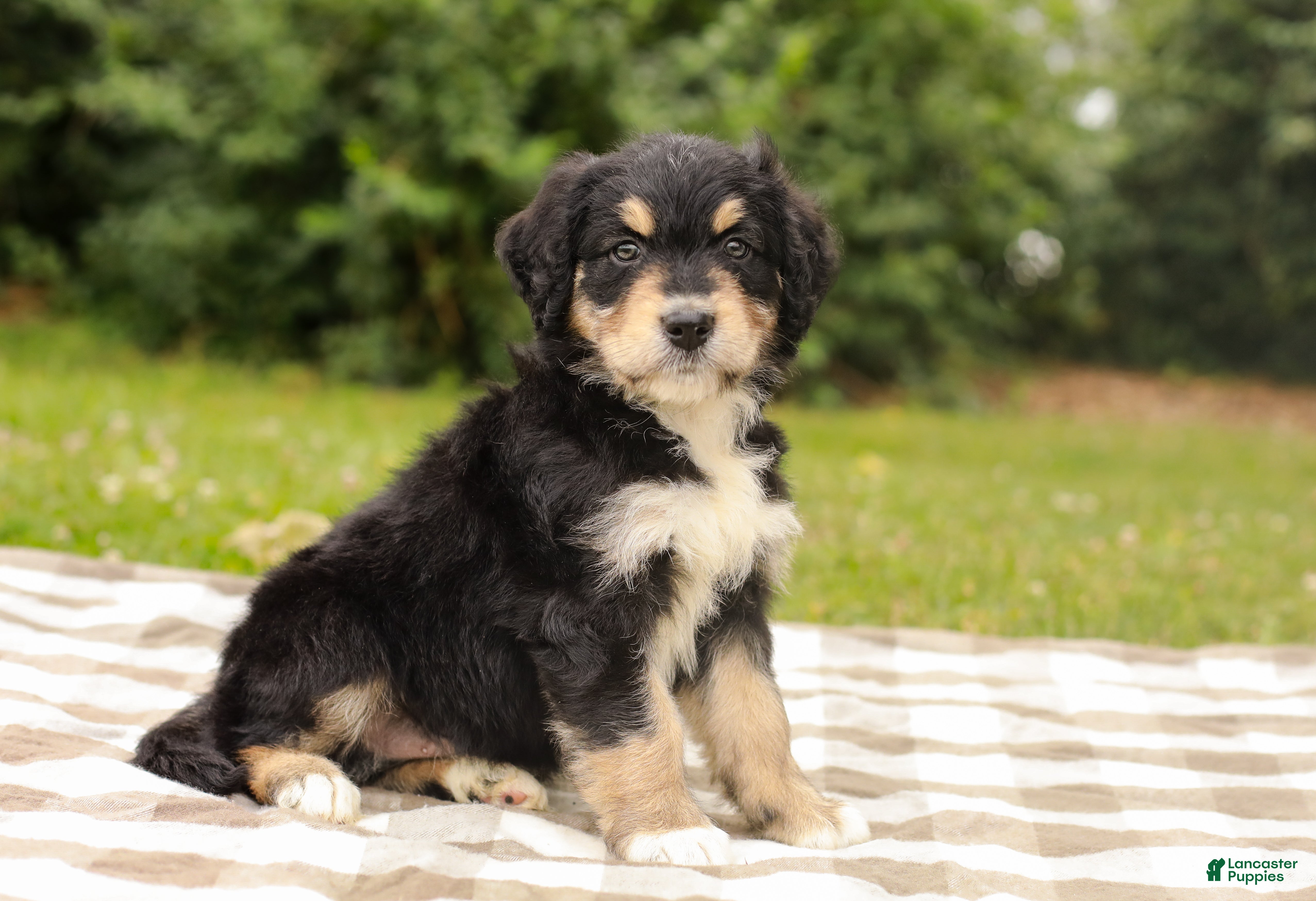 Aussiedoodle dogs Duke Standard Sized - Ad 1