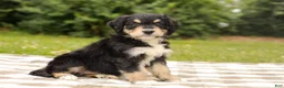 Aussiedoodle dogs for sale: Duke Standard Sized - Ad 1