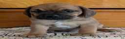 Puggle dogs for sale: Kidd - Ad 11