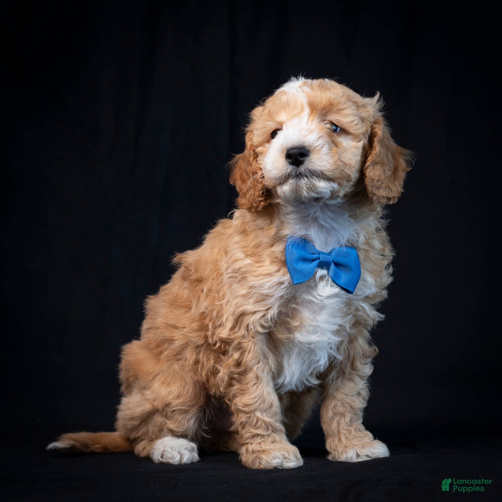 Mini Goldendoodle dogs Buster - Ad 2