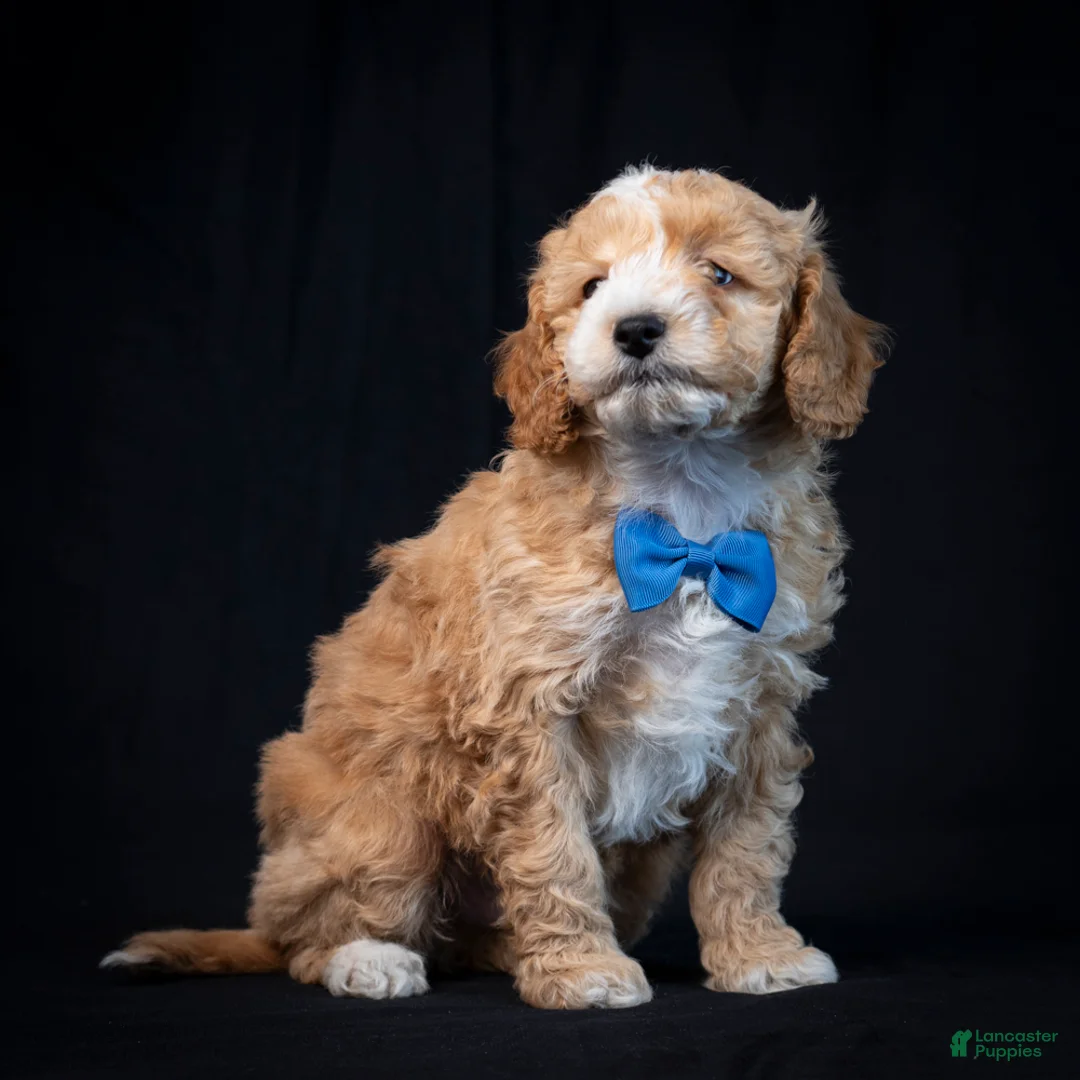 Mini Goldendoodle dogs for sale: Buster - Ad 2