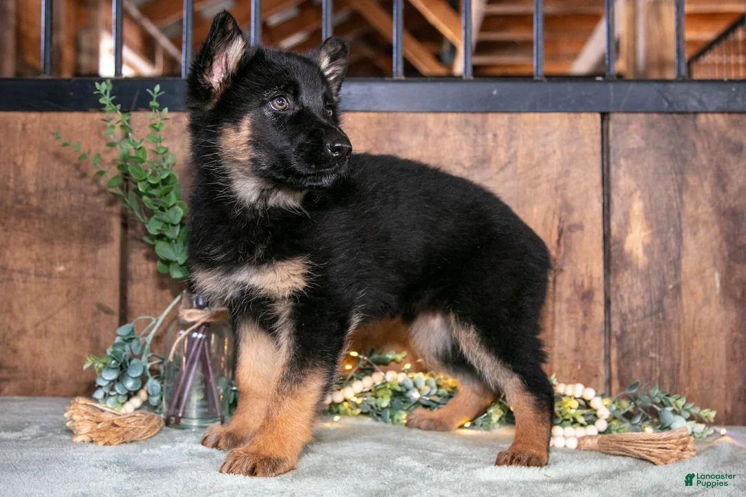 German Shepherd dogs for sale: Clara - Ad 1