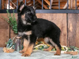 German Shepherd dogs for sale: Clara - Ad 1