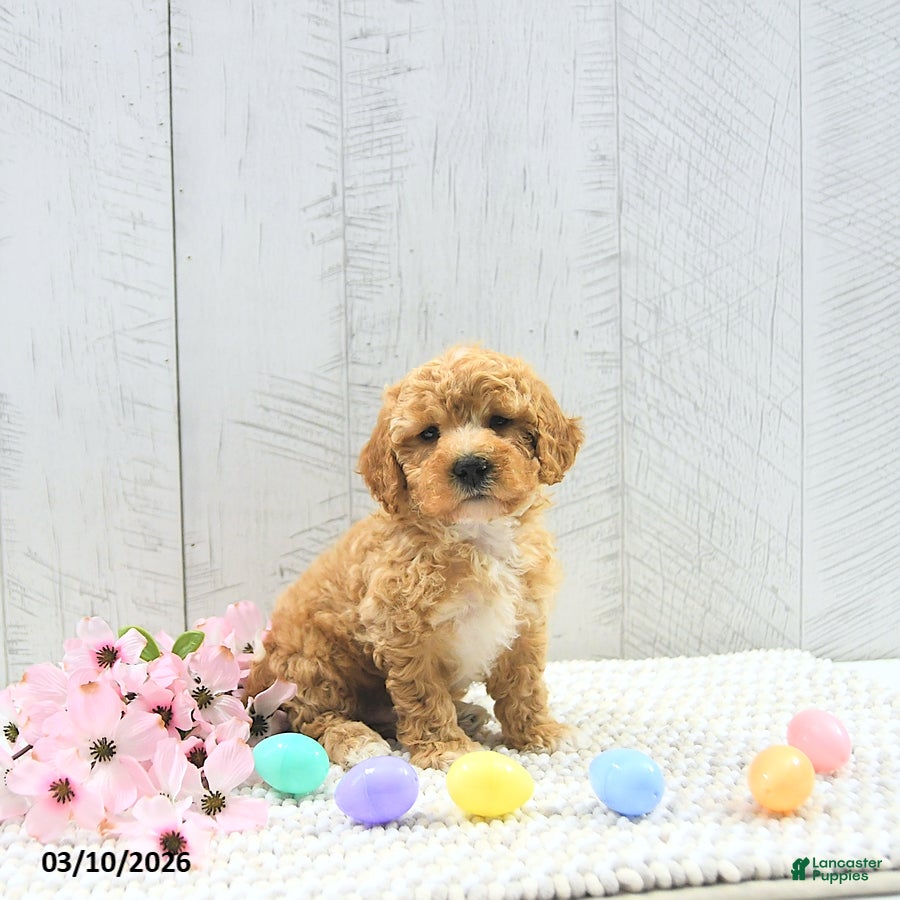 Mini Goldendoodle dogs Beau - Ad 1