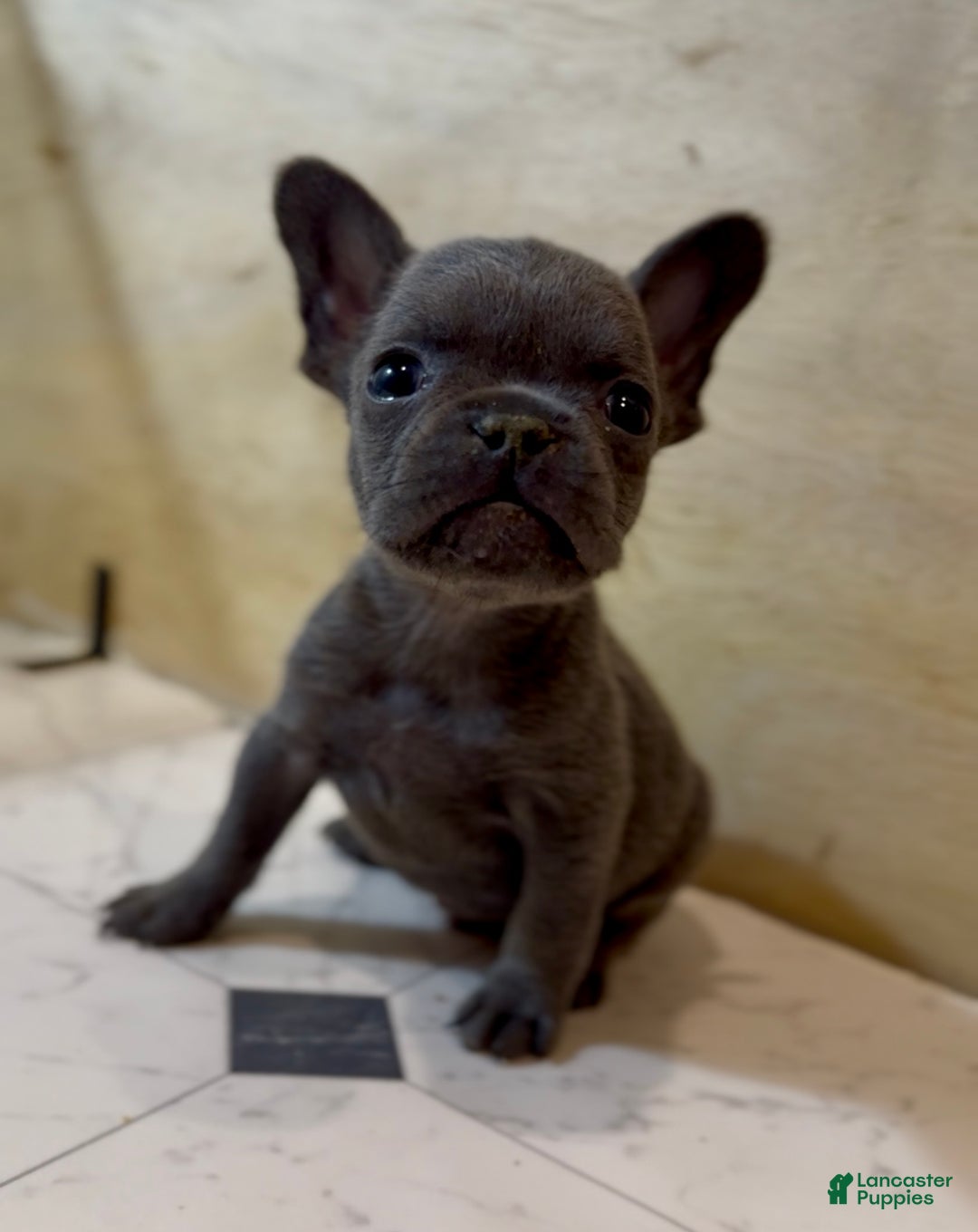 French Bulldog dogs for sale: Tyson - Ad 2