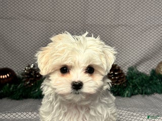 Maltese dogs Ivy - Ad 6