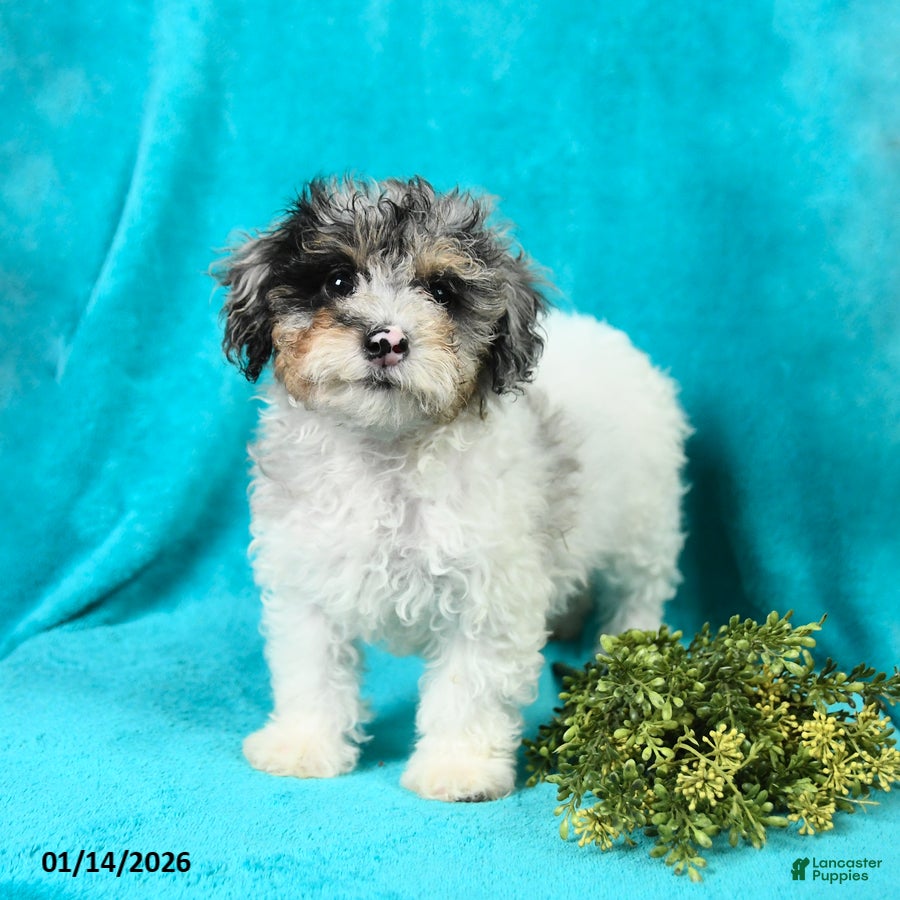 Miniature Poodle dogs Madalene - Ad 13