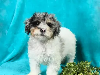 Miniature Poodle dogs Madalene - Ad 6