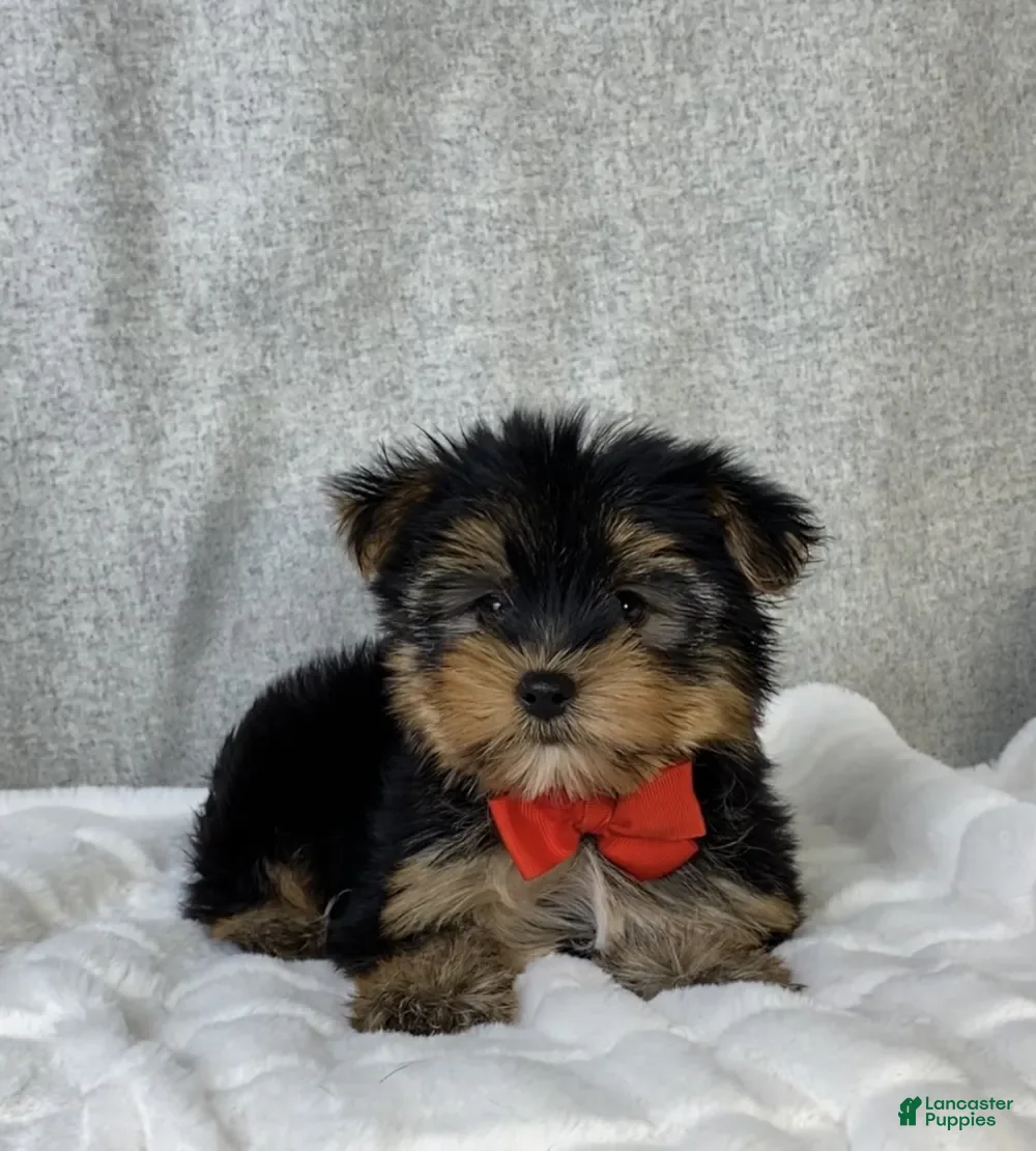Yorkshire Terrier dogs Enzo - Ad 1