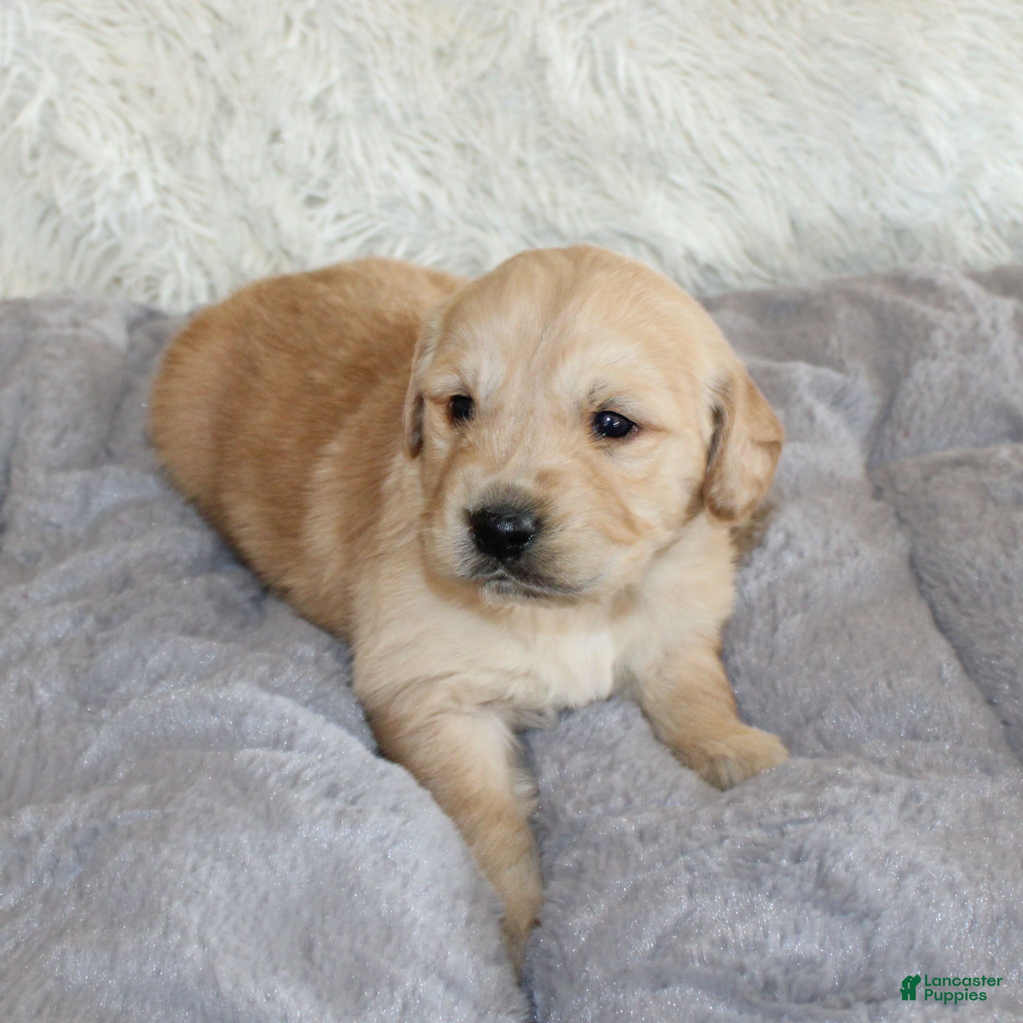 Golden Retriever dogs TRAINED Ben the Golden Retriever Puppy  - Ad 2