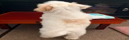 Maltipoo dogs for sale: Maltipoo Female - Ad 4