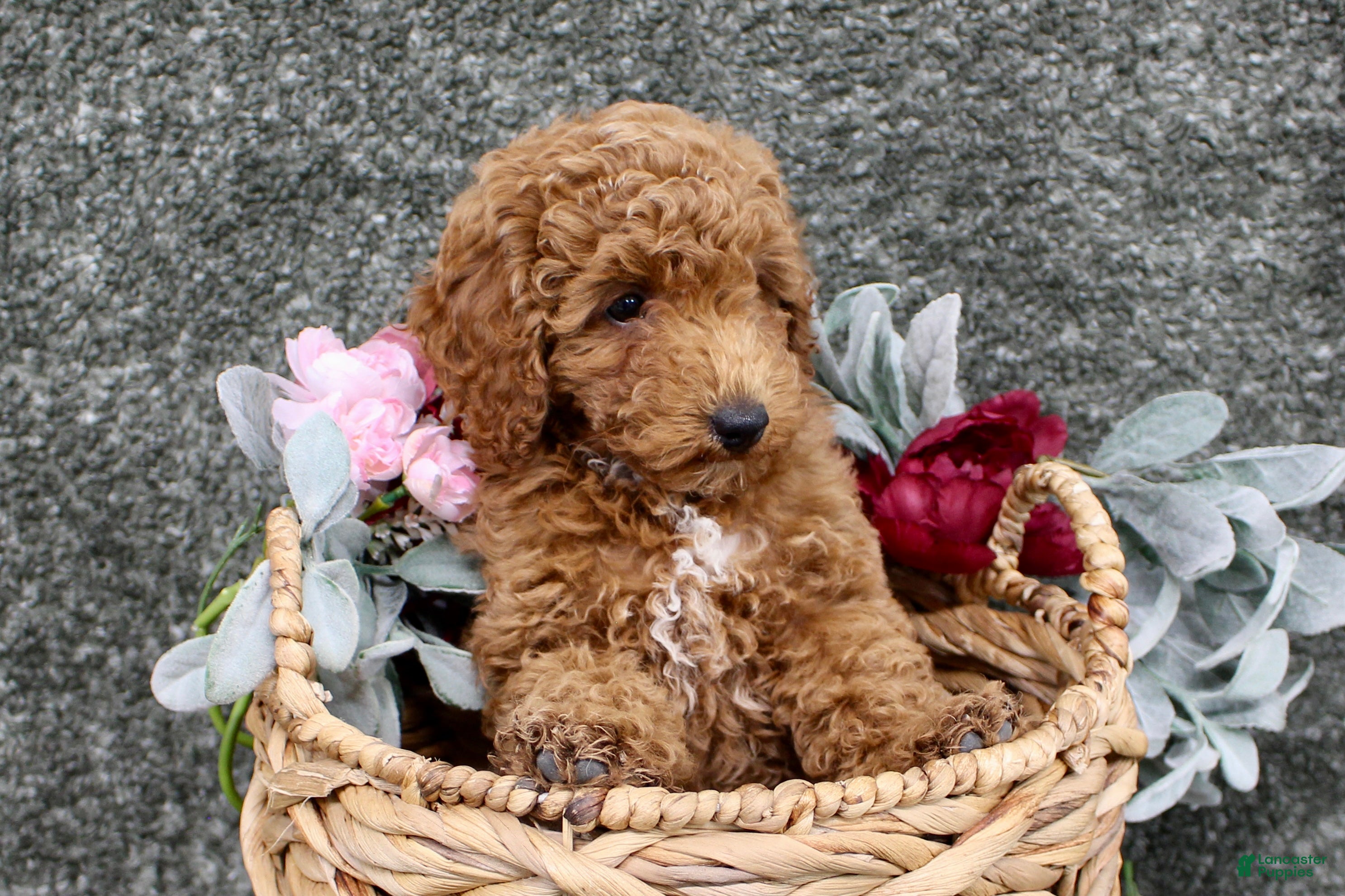 Miniature Poodle dogs Jasper- AKC Mini Poodle in NC - Ad 32