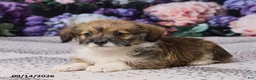 Corgipoo dogs for sale: Abby - Ad 5