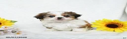 Malshi dogs for sale: Benji - Ad 4