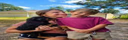 Rottweiler dogs for sale: Rottweiler Puppy 10 - Ad 18