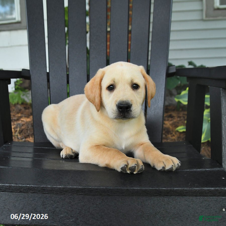 Labrador Retriever dogs Sneakers - Ad 1