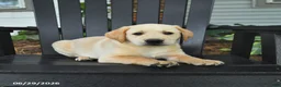 Labrador Retriever dogs for sale: Sneakers - Ad 1