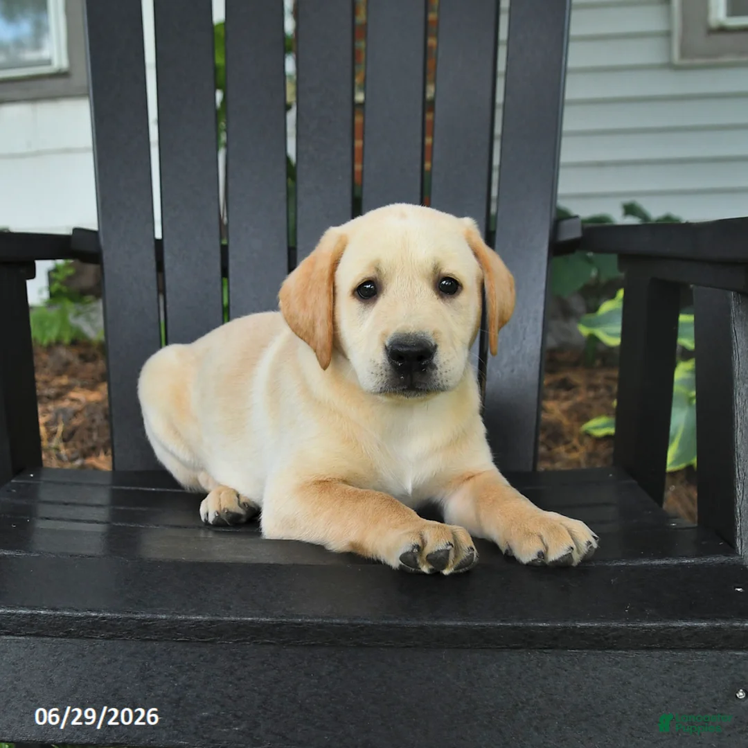 Labrador Retriever dogs for sale: Sneakers - Ad 1