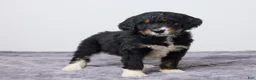 Bernedoodle dogs for sale: Kayli - Ad 4