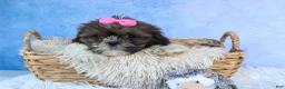 Shih Tzu dogs for sale: RUBY - Ad 17