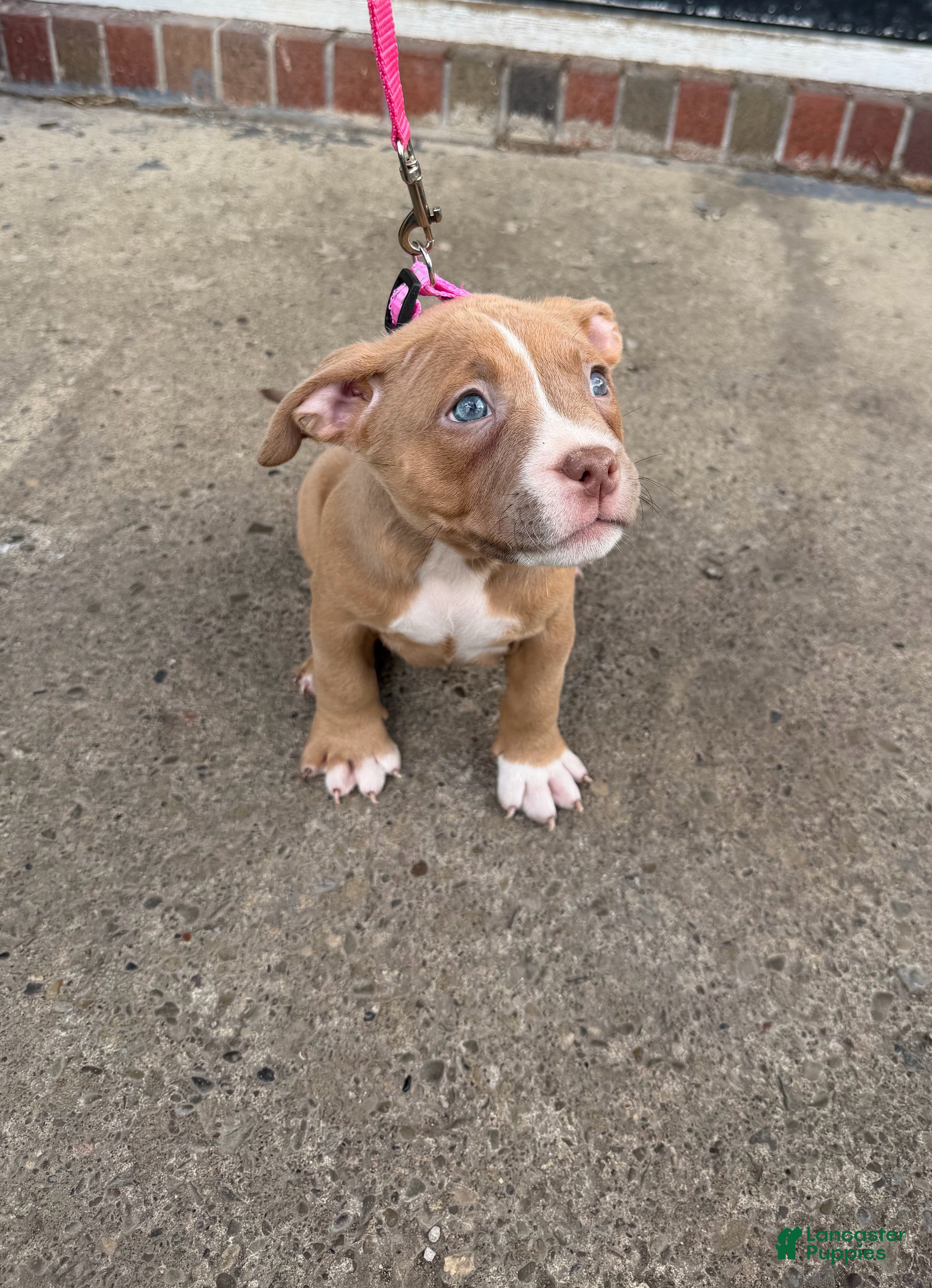 American Bully dogs for sale: Riley - Ad 2