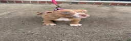 American Bully dogs for sale: Riley - Ad 1