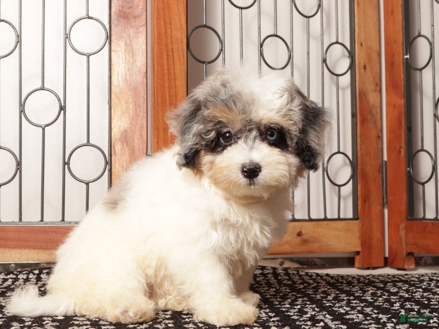 Mini Aussiedoodle dogs Gigi - Beautiful Female F1B Aussie Doodle  - Ad 2